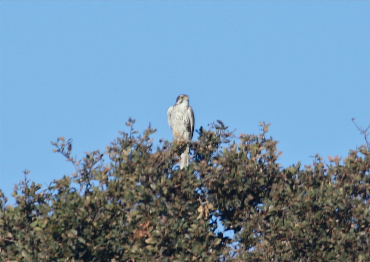 Prairie Falcon - Gil Ewing