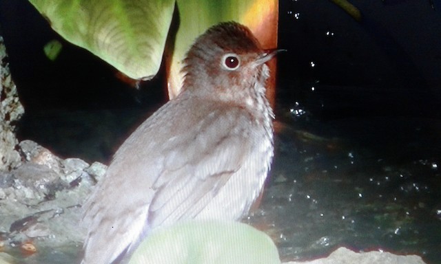 Swainson's Thrush - ML122248151