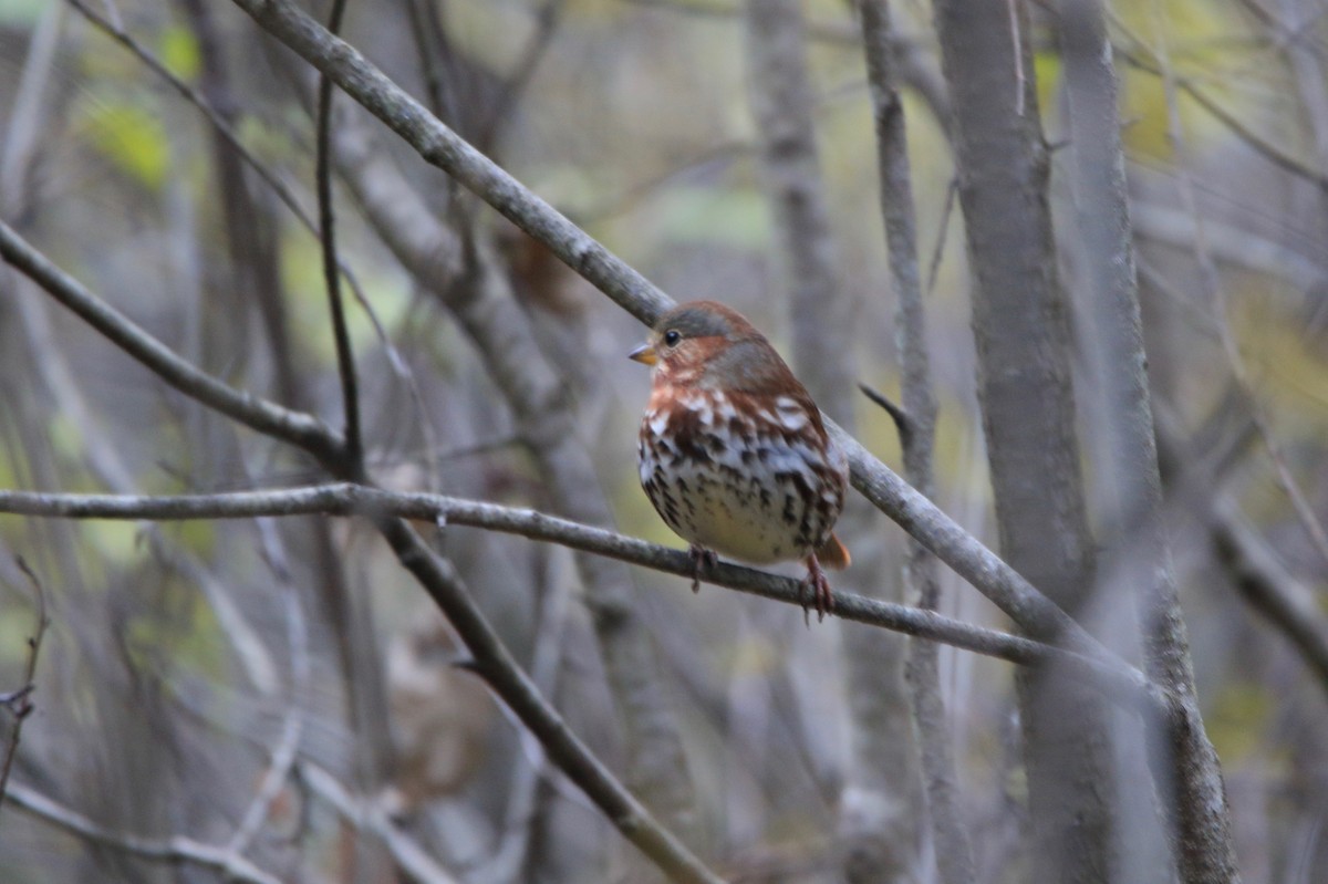 Fox Sparrow - ML122248771