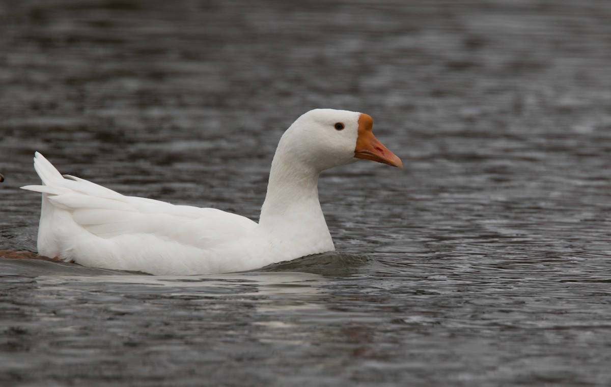 Swan Goose (Domestic type) - ML122249581