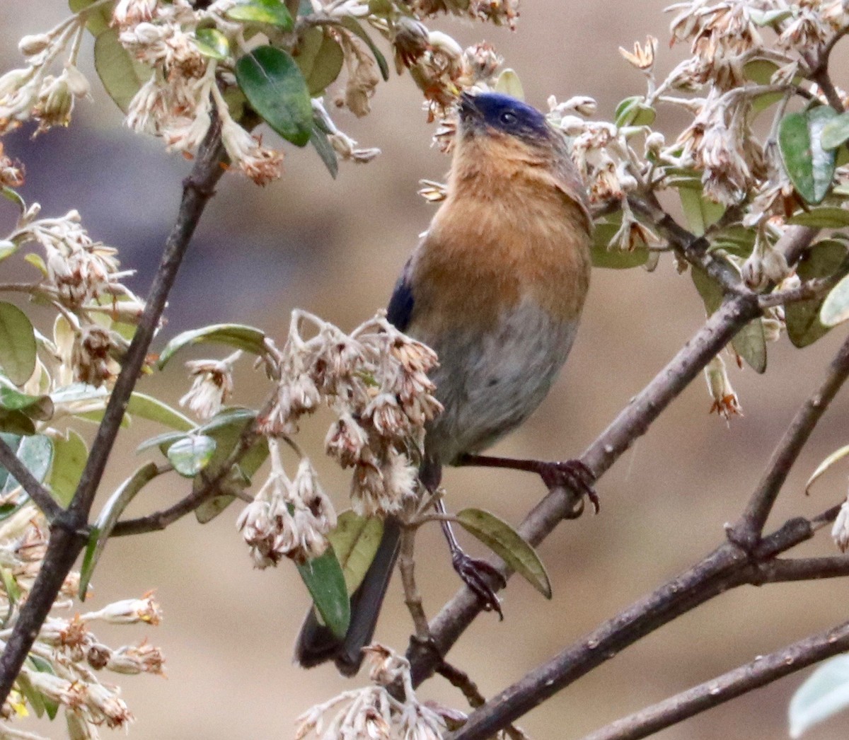 Tit-like Dacnis - ML122250031