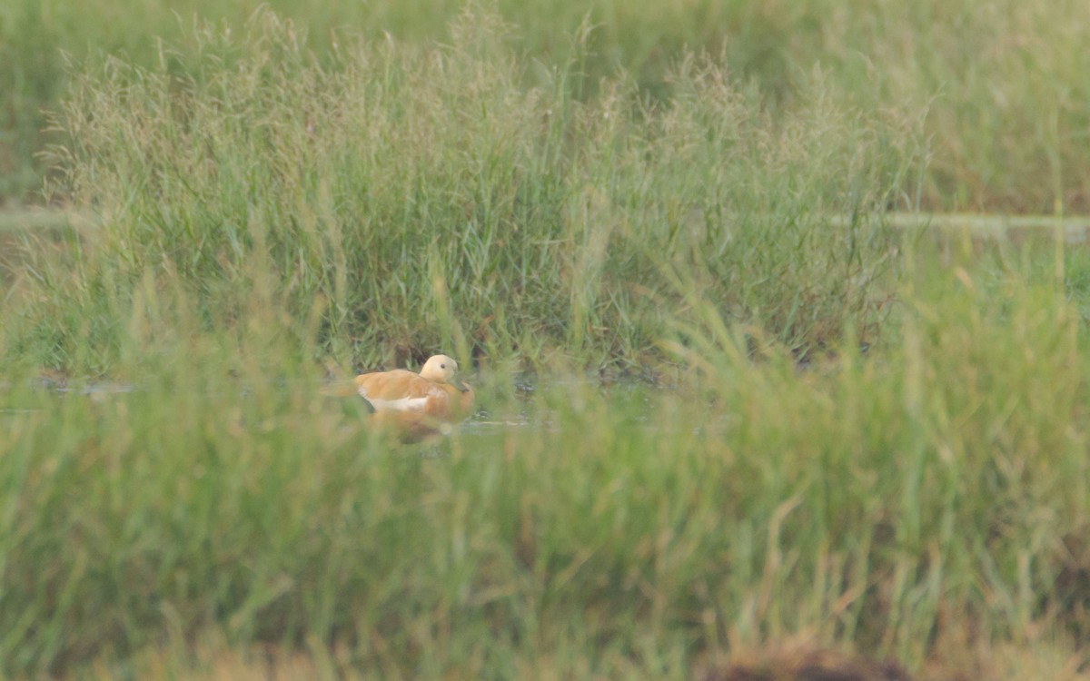 Ruddy Shelduck - Adithya Bhat