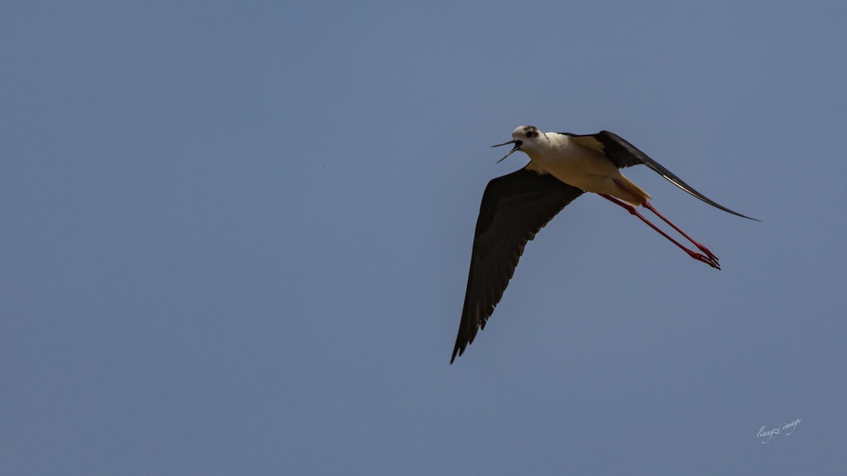 Black-winged Stilt - Liang XU