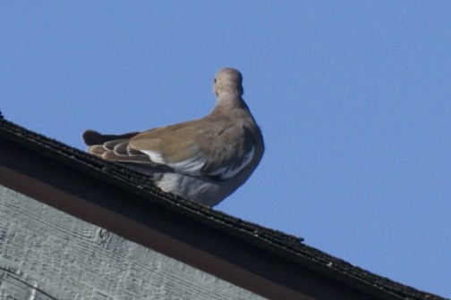 White-winged Dove - ML122251971