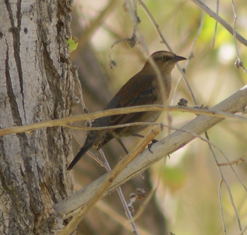 Rusty Blackbird - Ken and Brenda Kyle