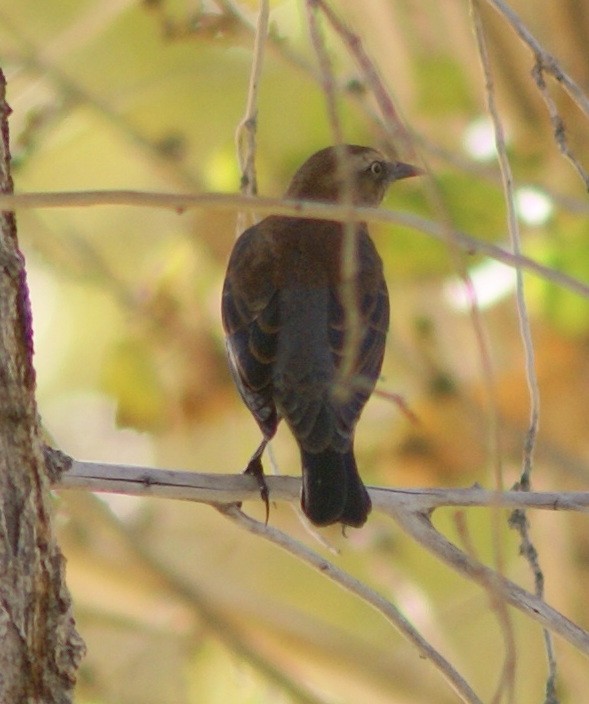 Rusty Blackbird - Ken and Brenda Kyle