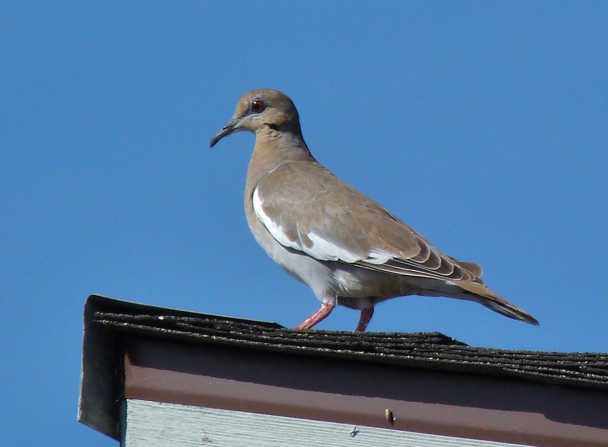 White-winged Dove - ML122256391