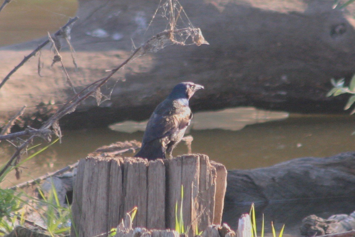 Common Grackle - ML122256451