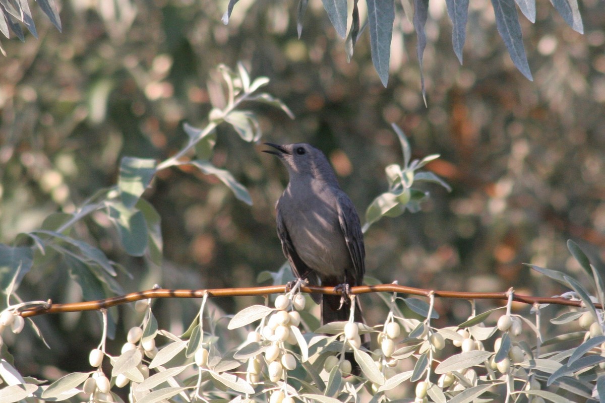 Gray Catbird - ML122256471