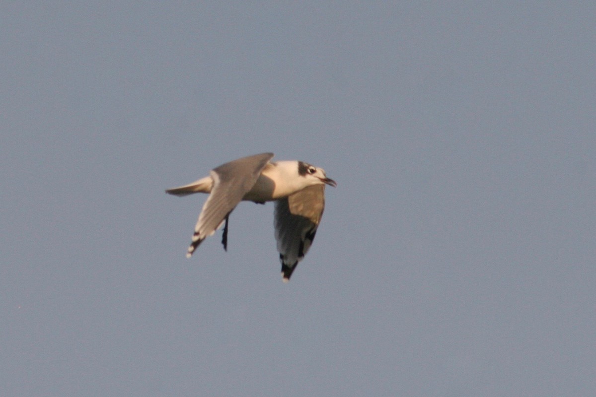 Franklin's Gull - ML122256491