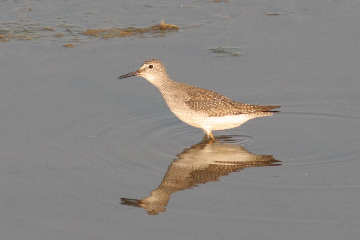 Lesser Yellowlegs - ML122256501