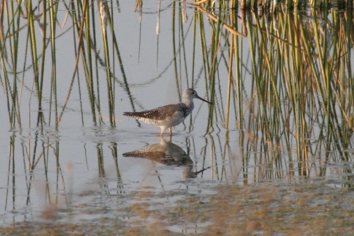 Greater Yellowlegs - ML122256531