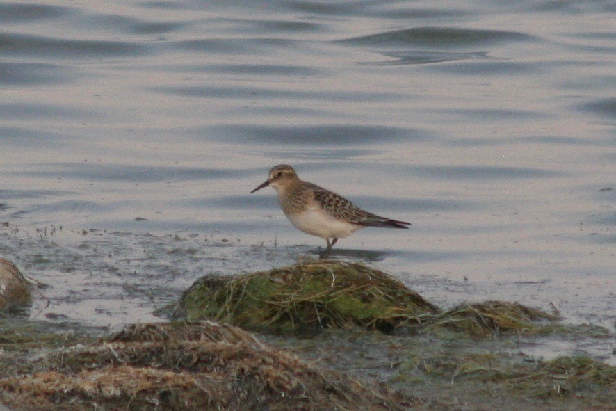 Baird's Sandpiper - ML122256571