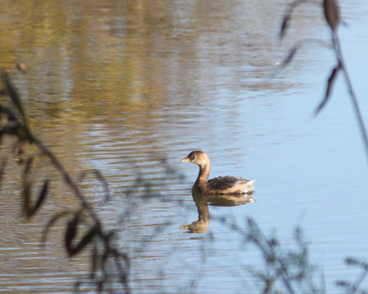 Pied-billed Grebe - Dan Kempf