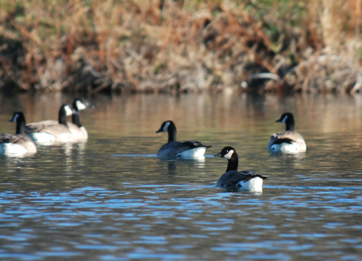Харлаг галуу - ML122257571