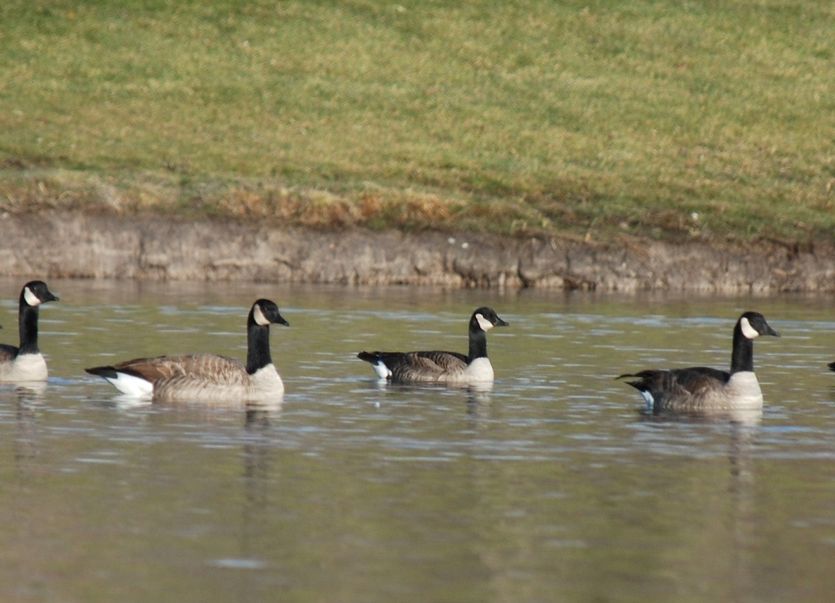 Харлаг галуу - ML122257581