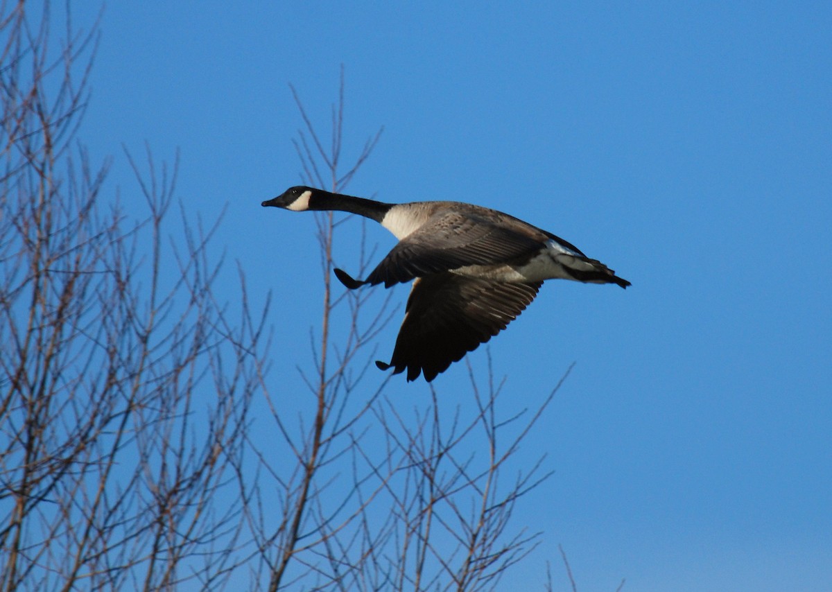 Canada Goose (moffitti/maxima) - ML122257591