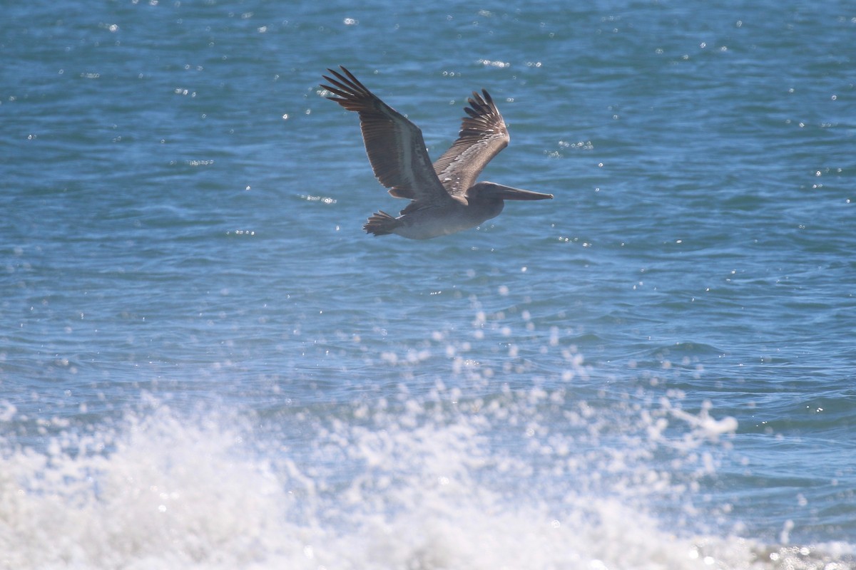 Brown Pelican - ML122258631