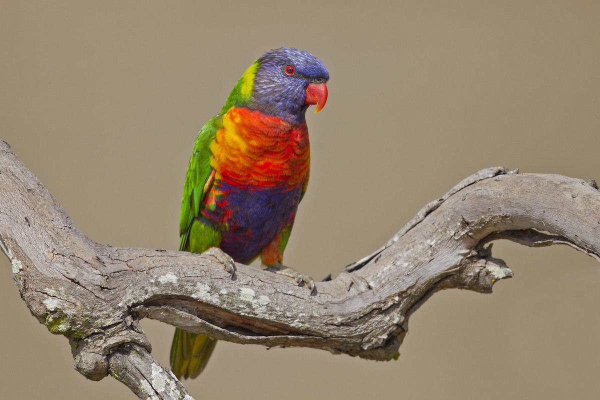 Rainbow Lorikeet - Mat Gilfedder