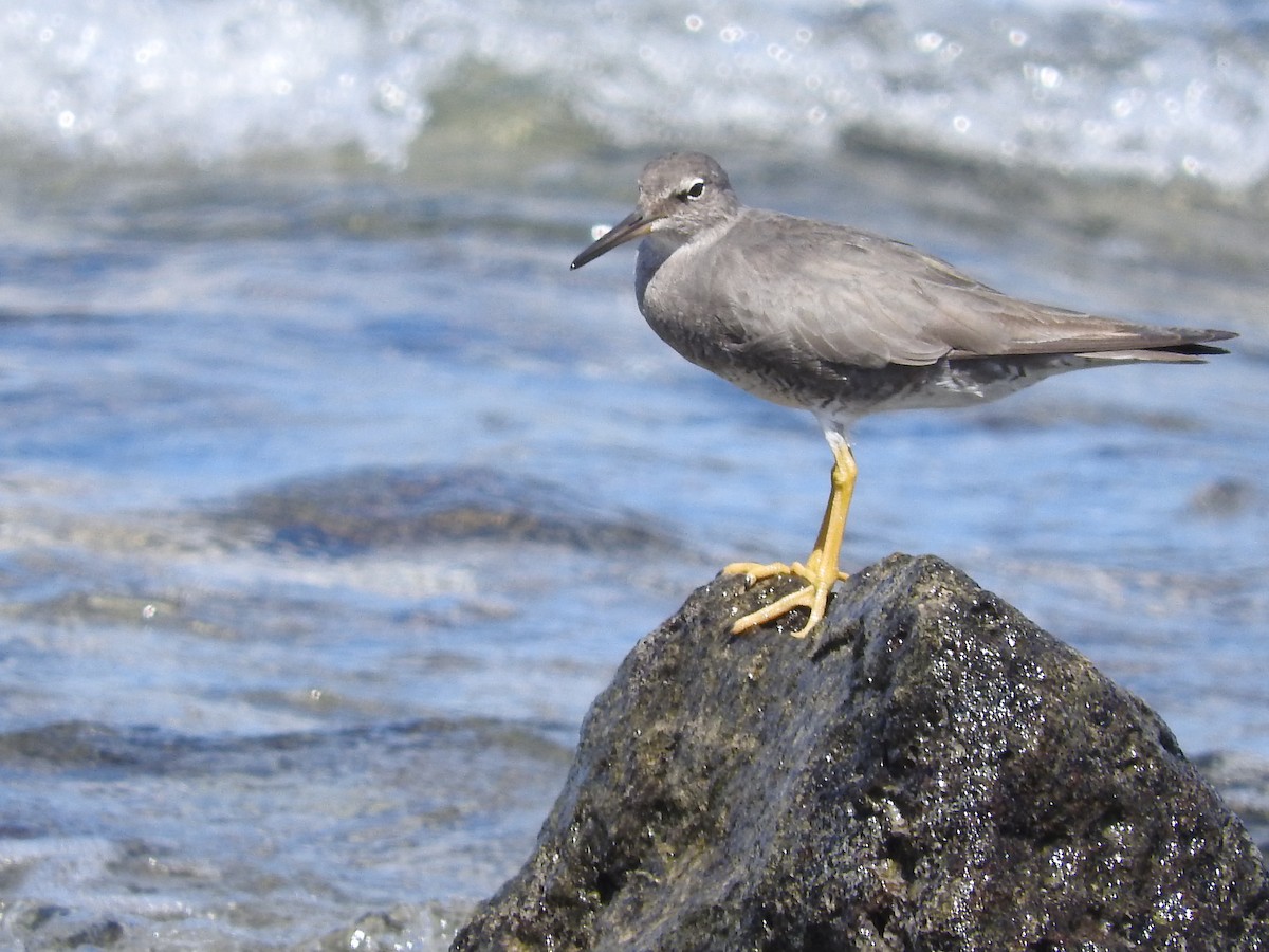 Playero de Alaska - ML122260571