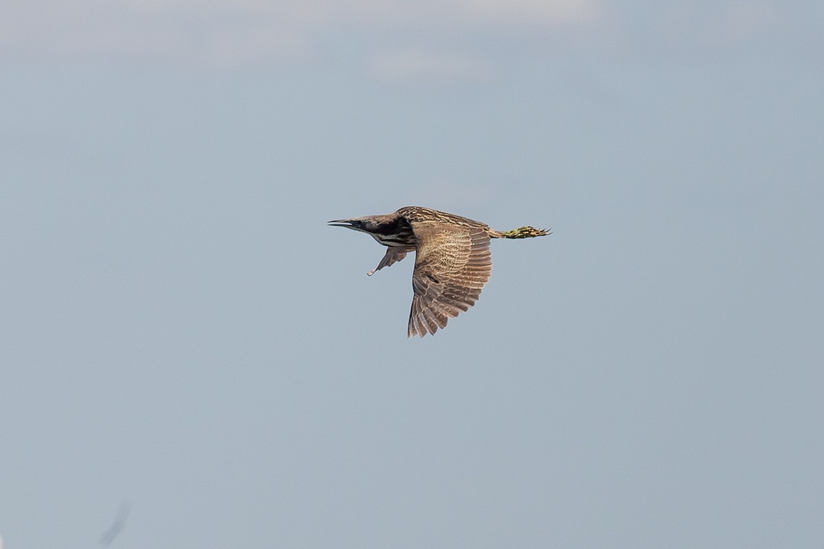 Australasian Bittern - ML122260581