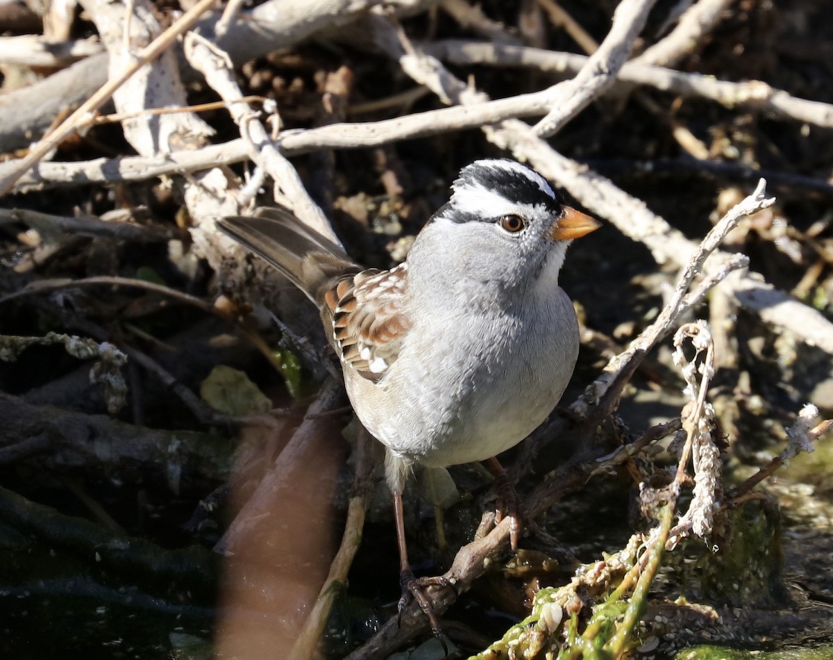 White-crowned Sparrow - ML122260631