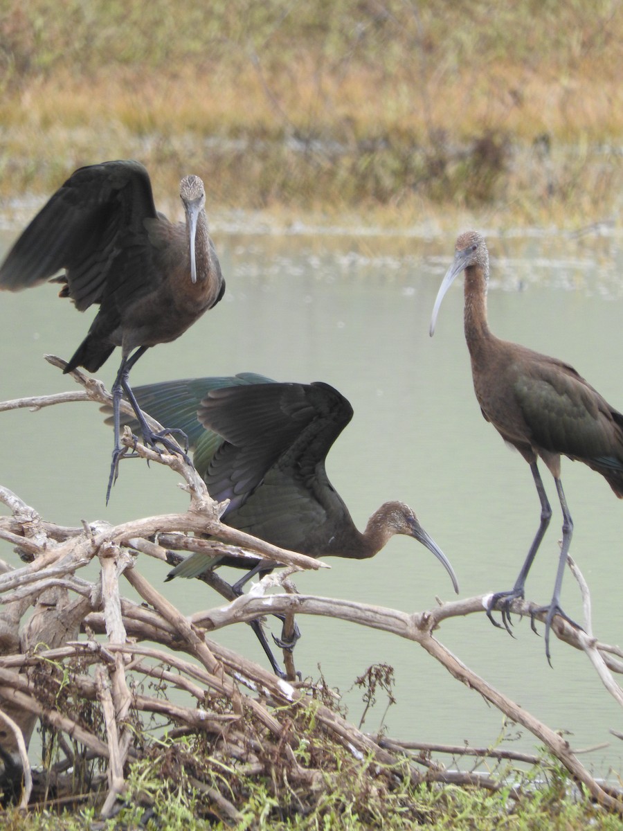 White-faced Ibis - ML122260761