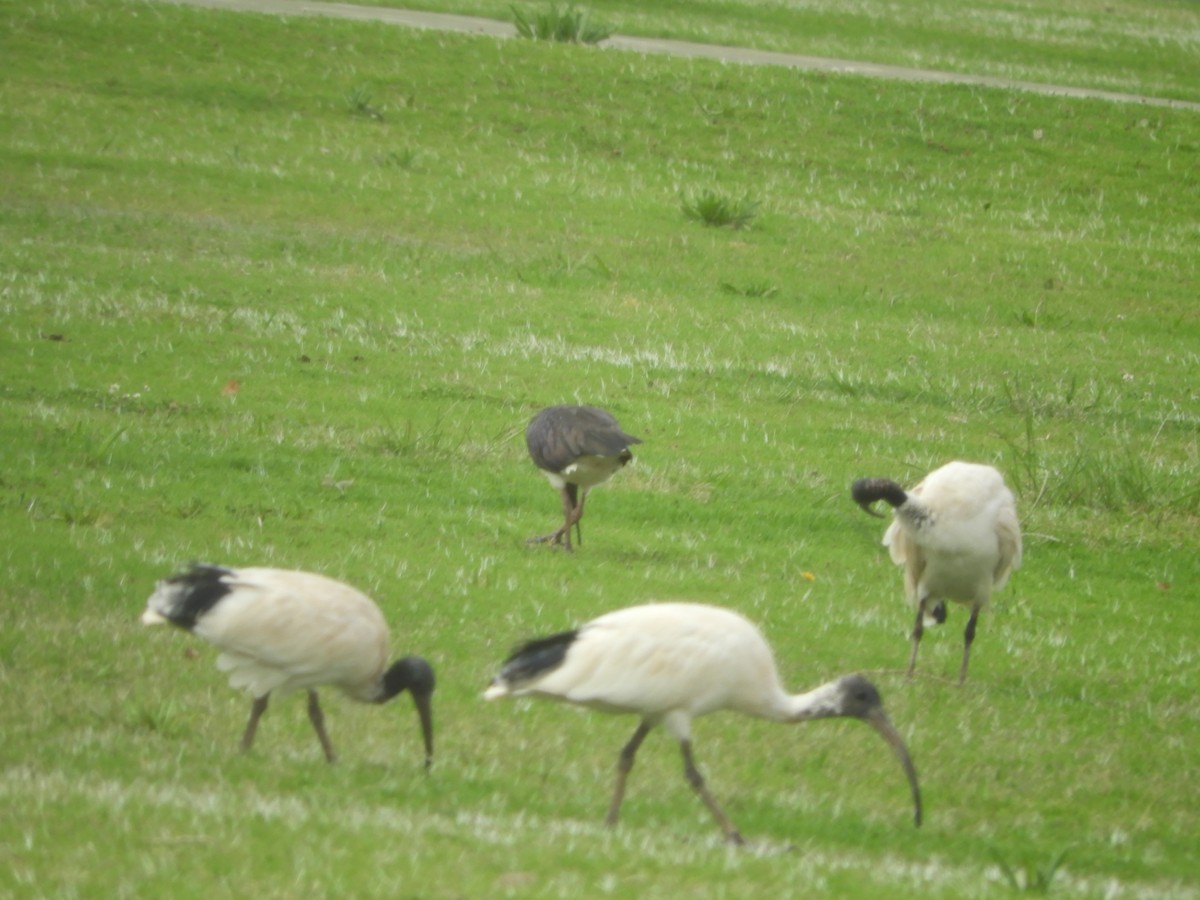 ibis australský - ML122260861