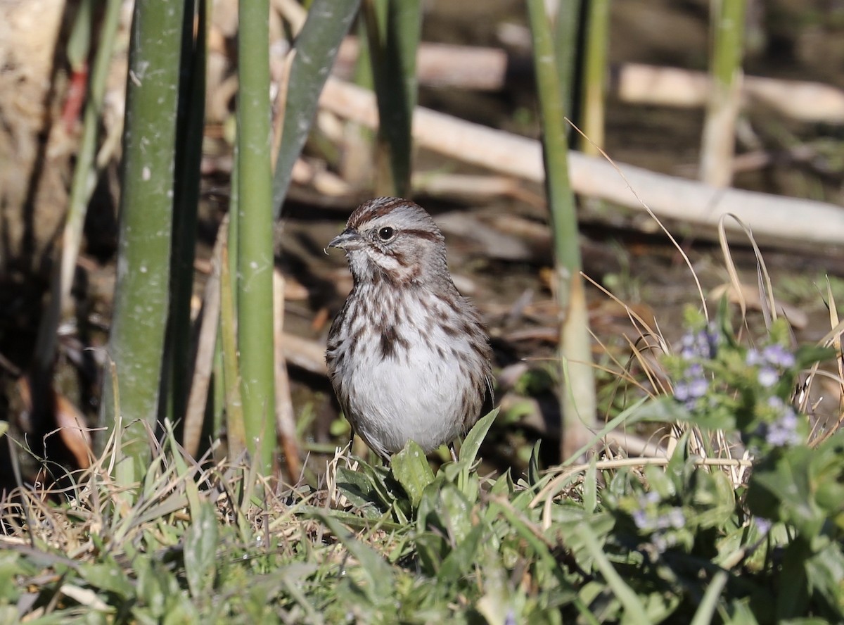 Song Sparrow - ML122260881