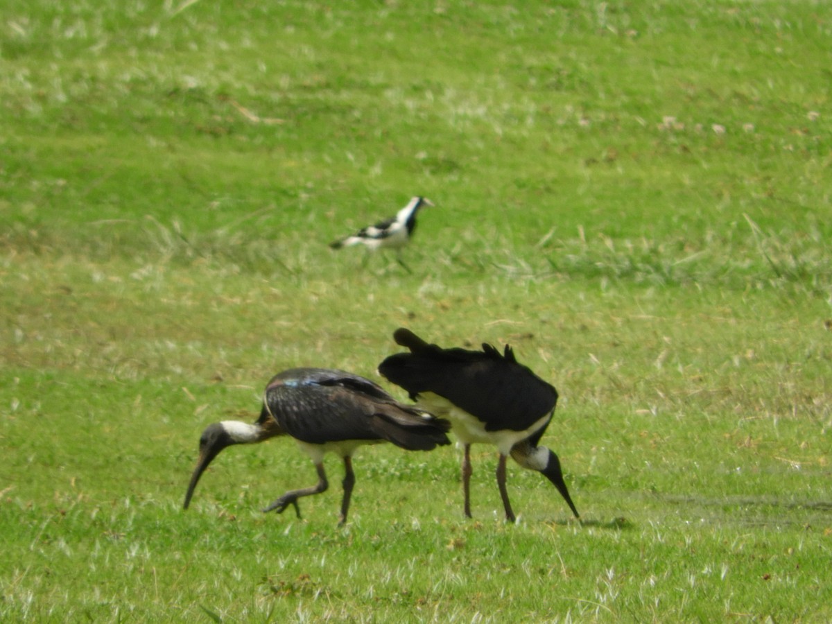 ibis slámokrký - ML122261121