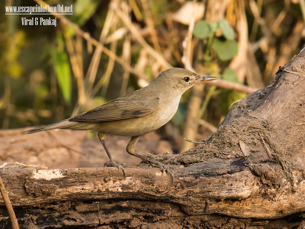 Large-billed Reed Warbler - ML122262511