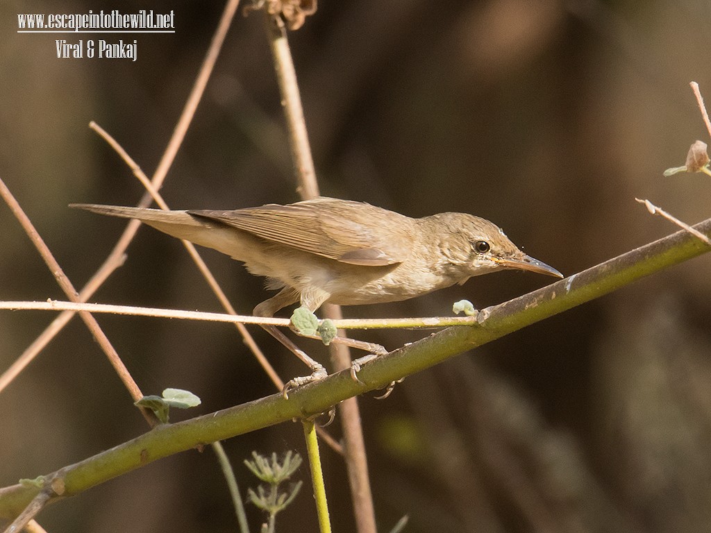 Large-billed Reed Warbler - ML122262521