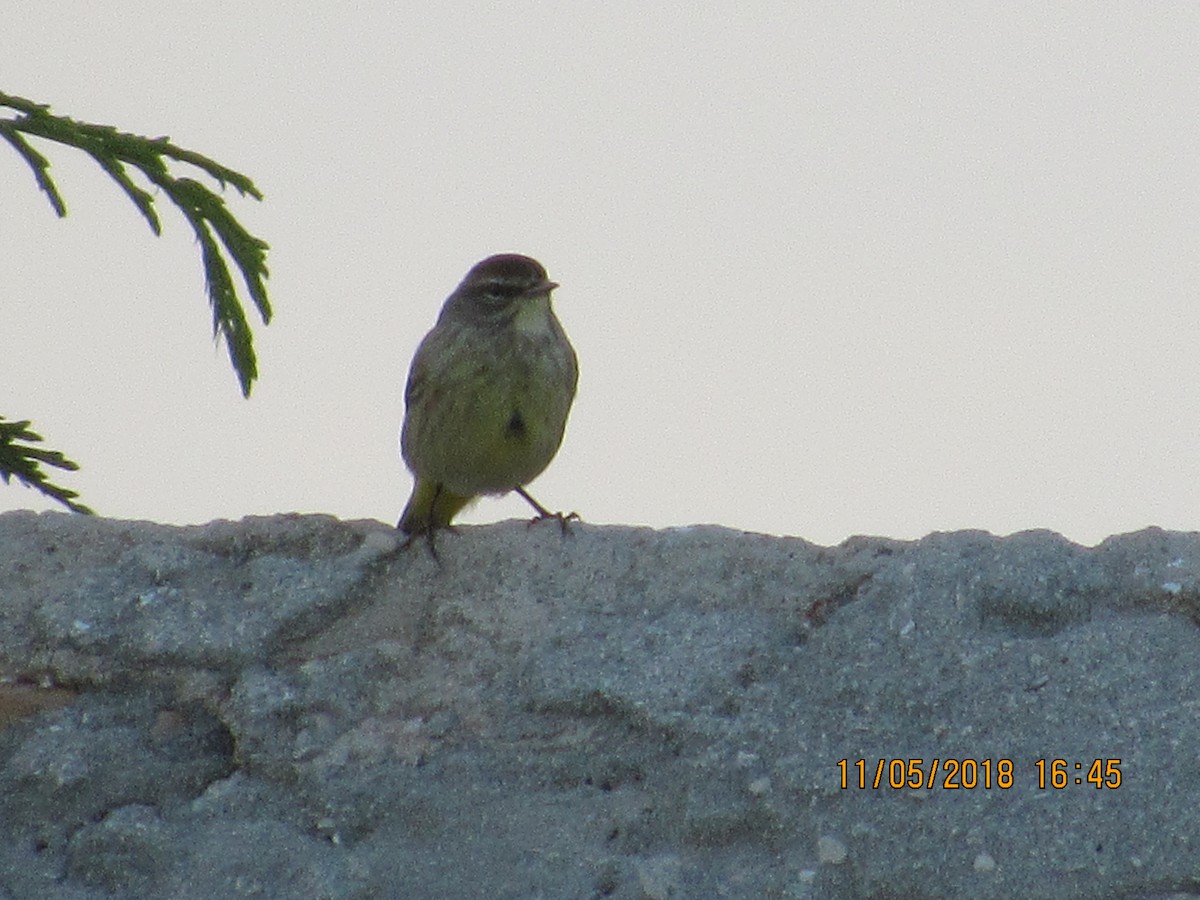 Palm Warbler - ML122264621