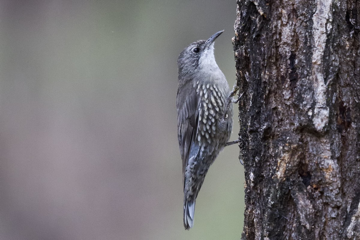 White-throated Treecreeper - Mat Gilfedder