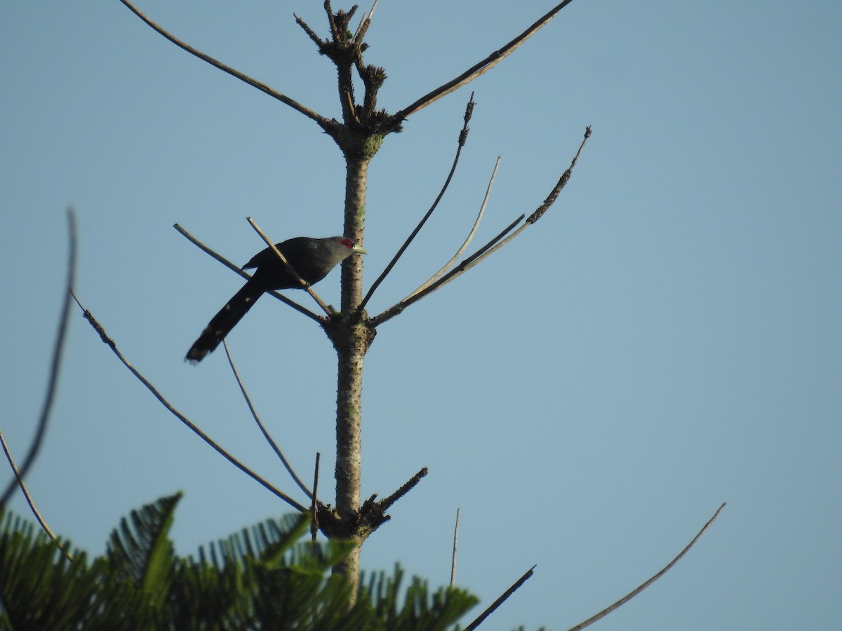 Black-bellied Malkoha - joseph leong