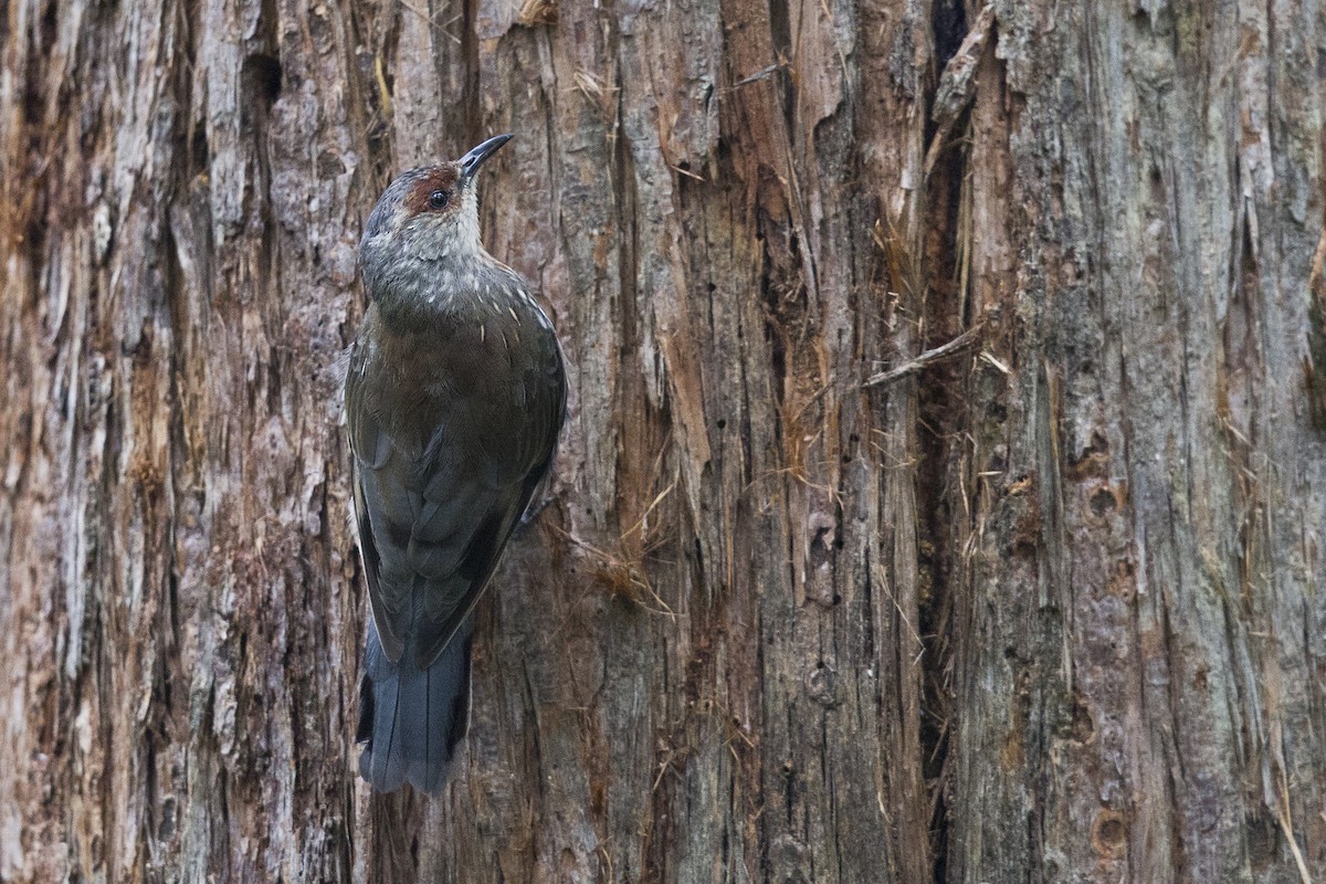 Red-browed Treecreeper - Mat Gilfedder