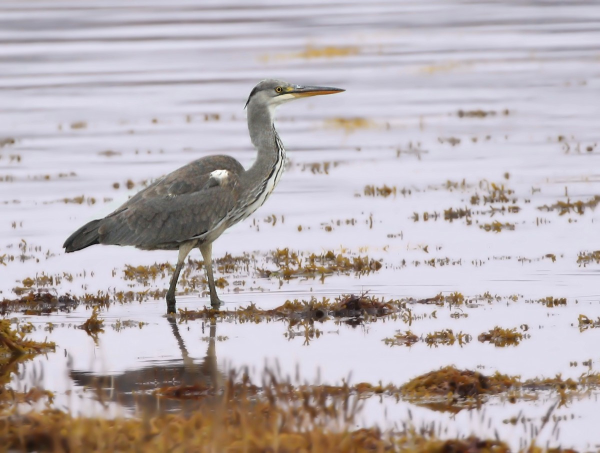 Gray Heron - ML122266621