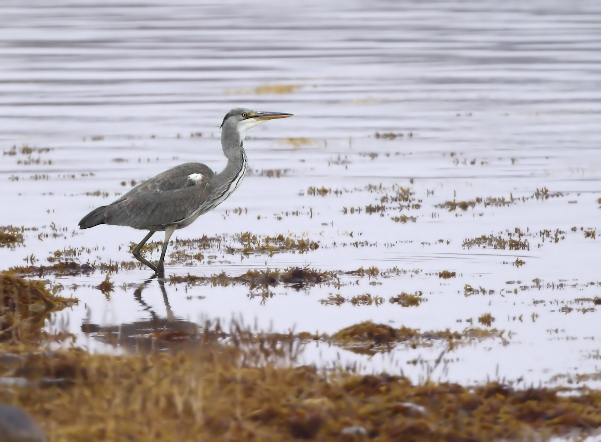 Gray Heron - ML122266631