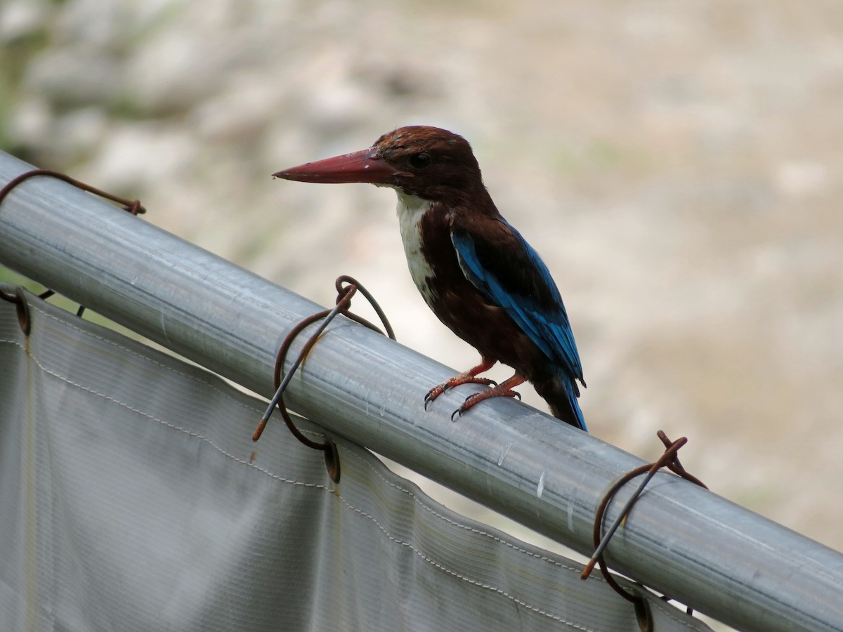 White-throated Kingfisher - ML122266751