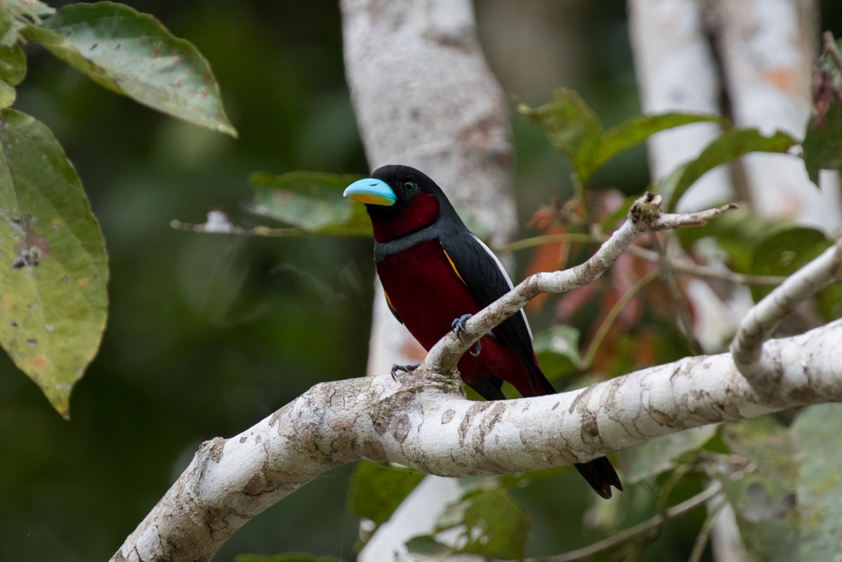 Black-and-red Broadbill - Raphael Lebrun