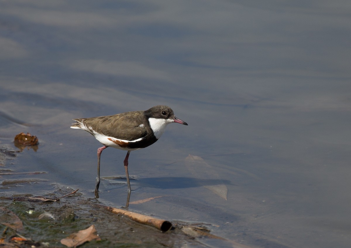 Red-kneed Dotterel - Geoff Dennis