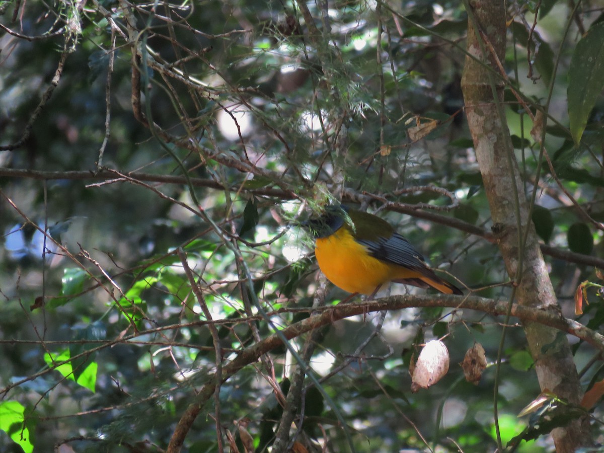 White-starred Robin - ML122269091