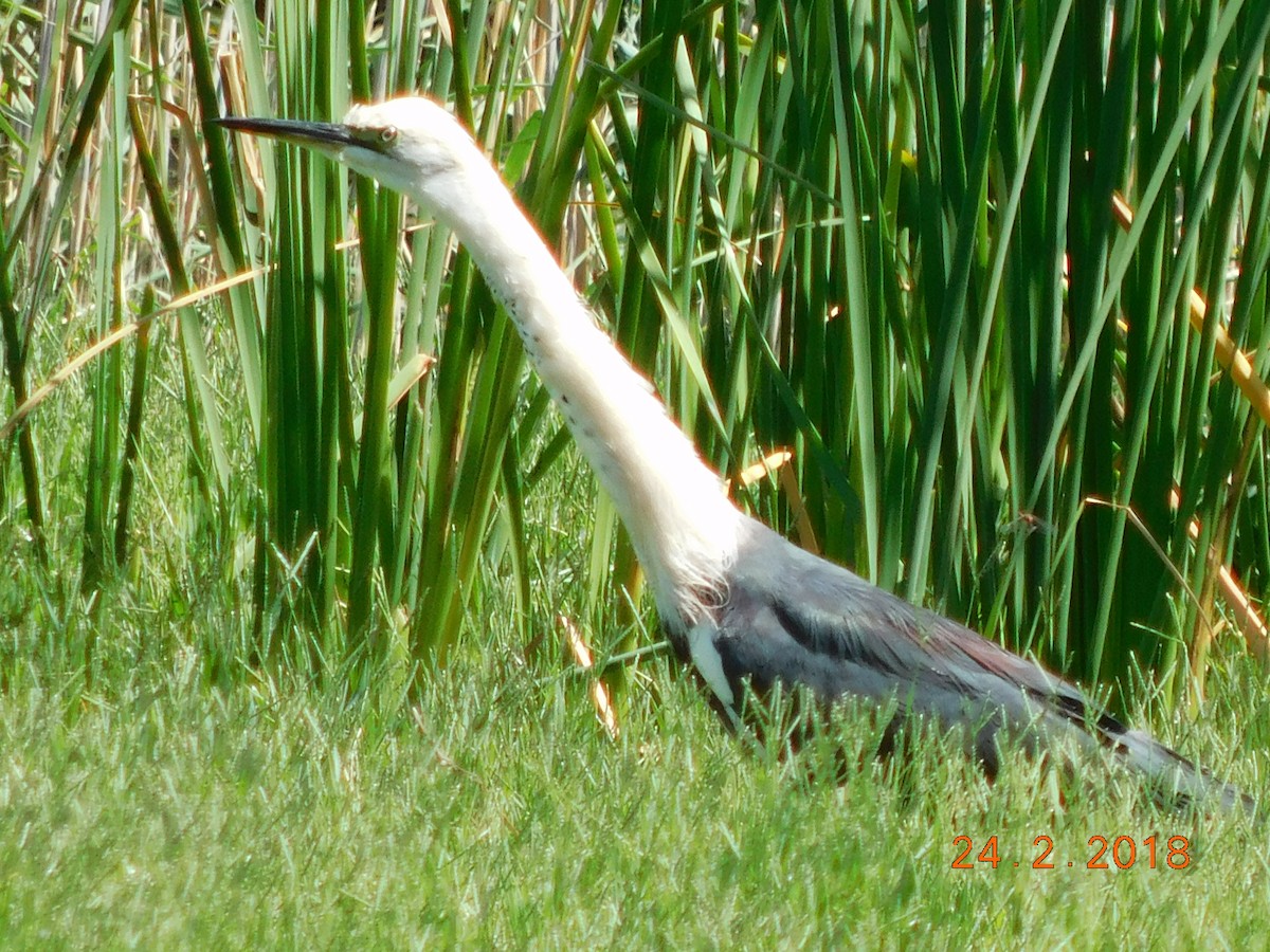 Pacific Heron - ML122269881