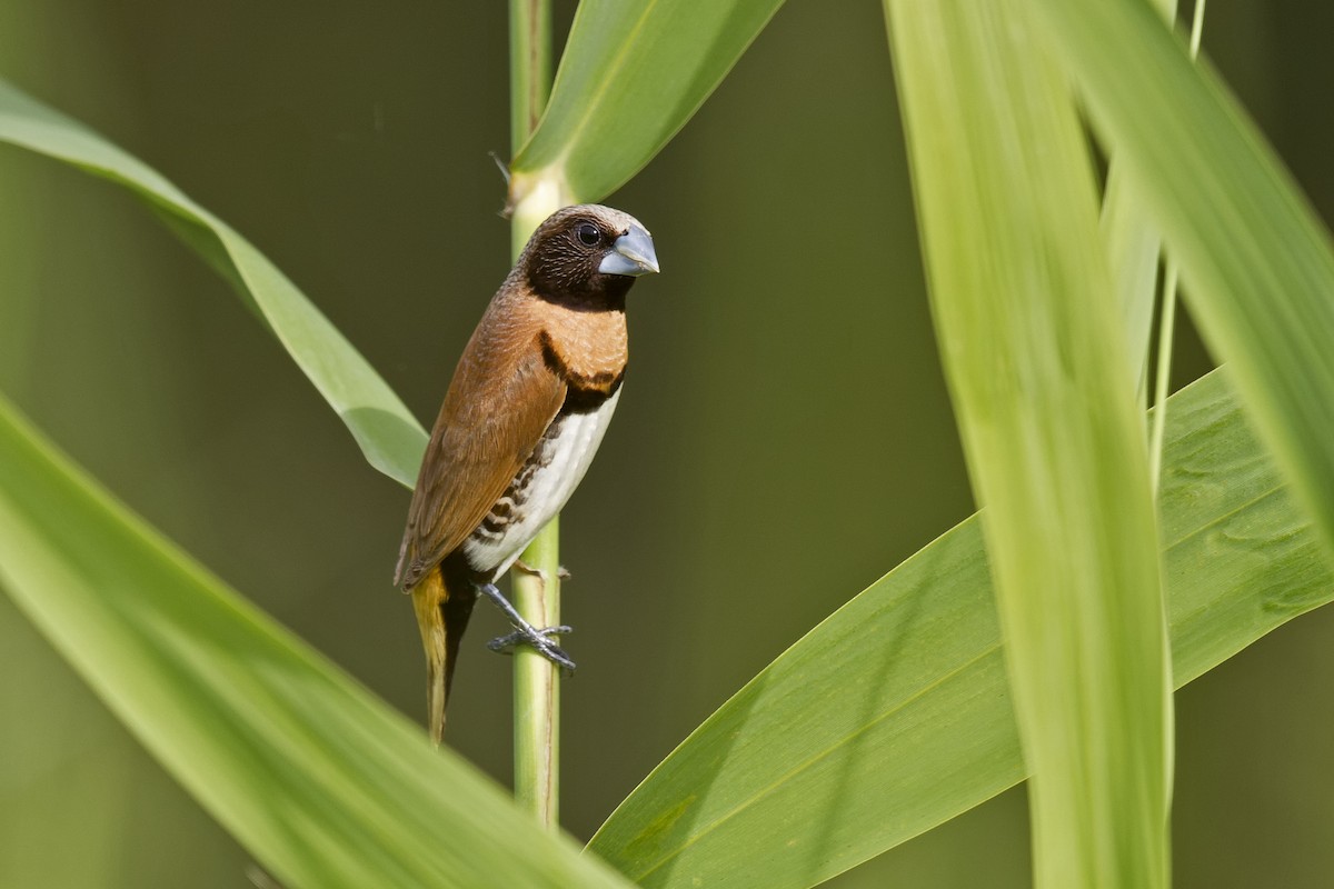 Chestnut-breasted Munia - Mat Gilfedder