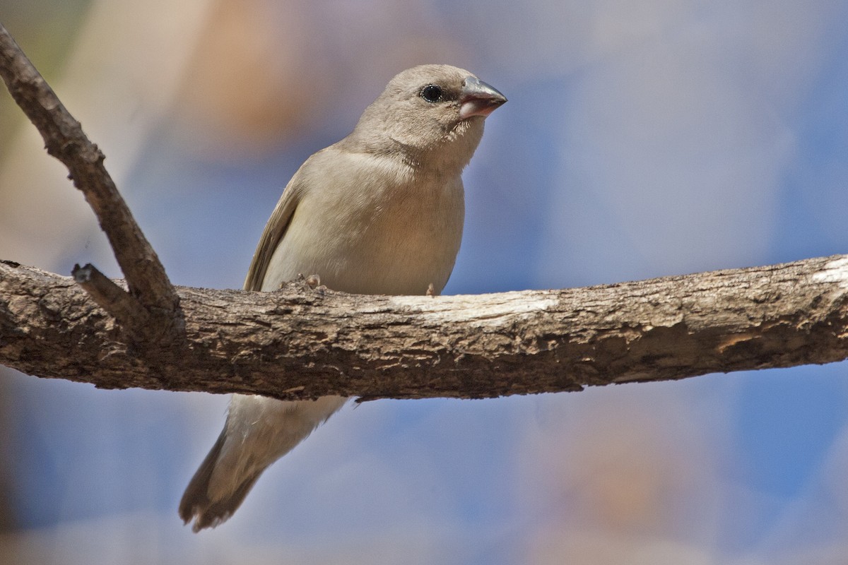 Diamante de Gould - ML122271051