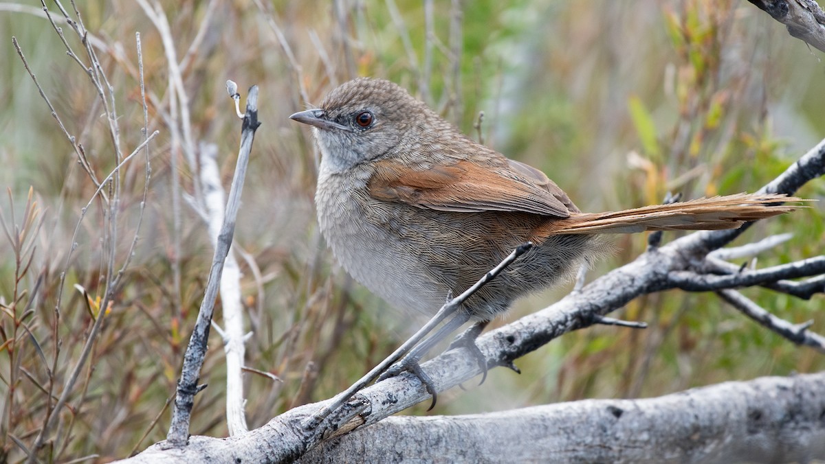 Western Bristlebird - Barry Deacon