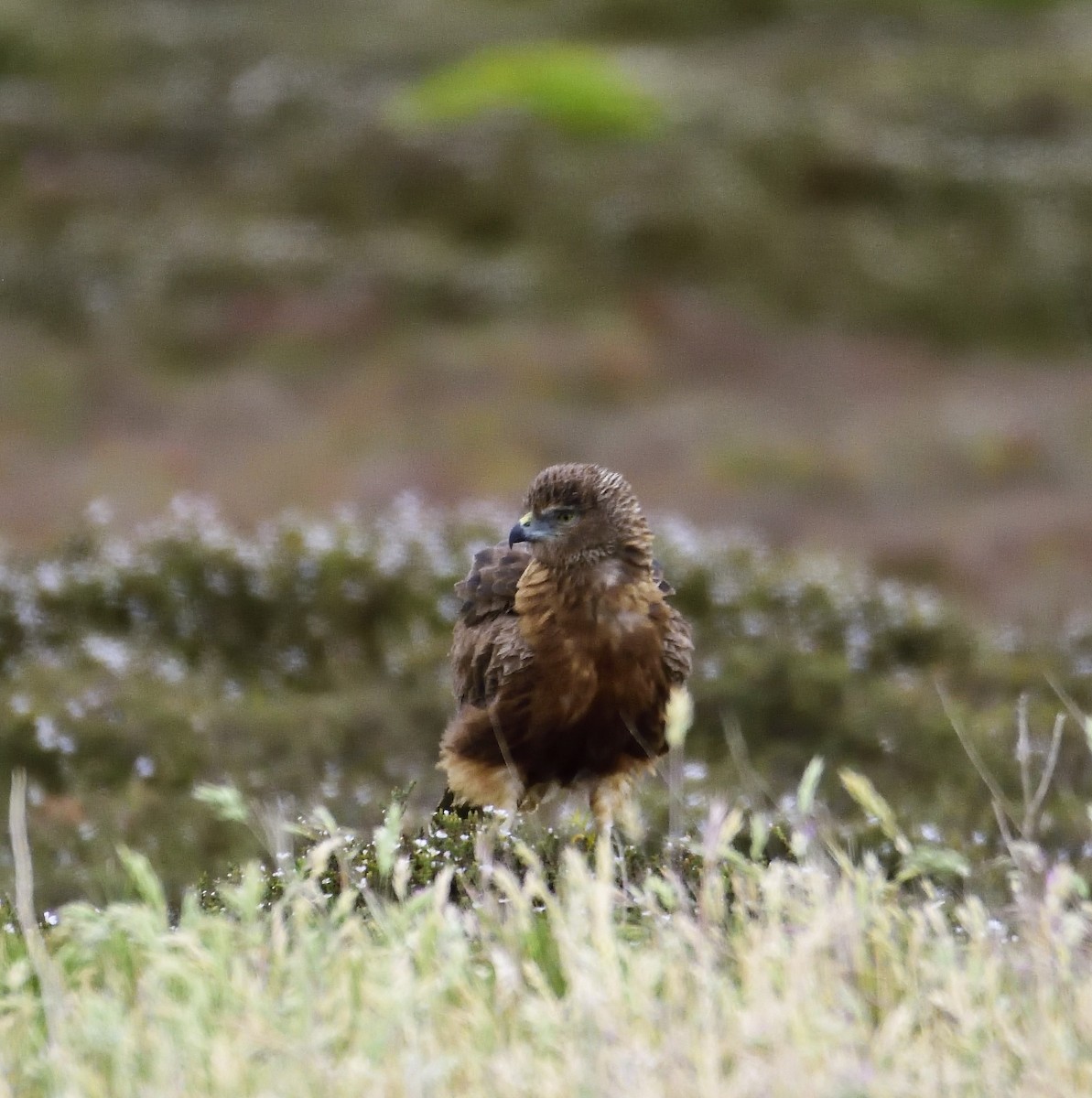 Swamp Harrier - ML122272391