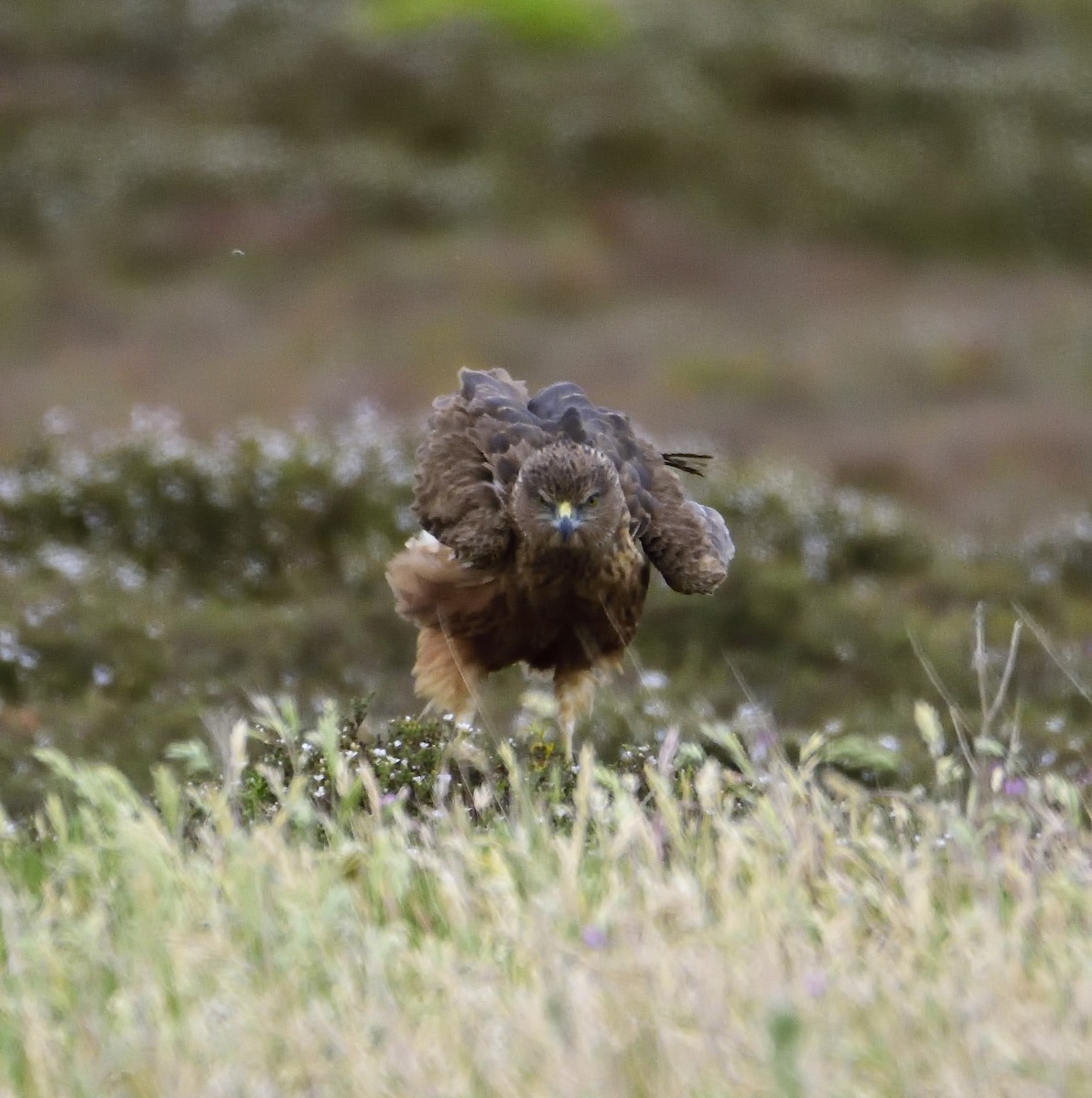 Swamp Harrier - ML122272401