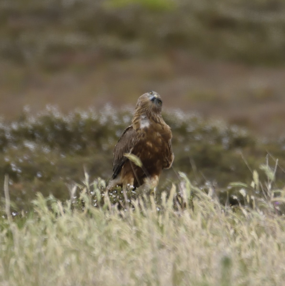 Swamp Harrier - ML122272431