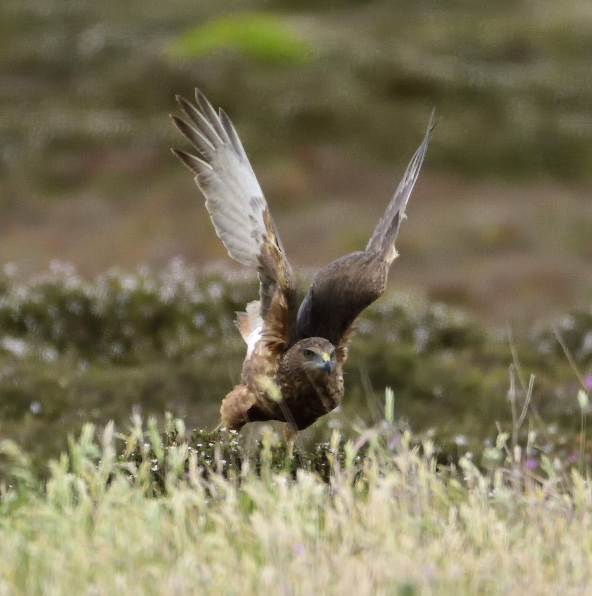 Swamp Harrier - ML122272441